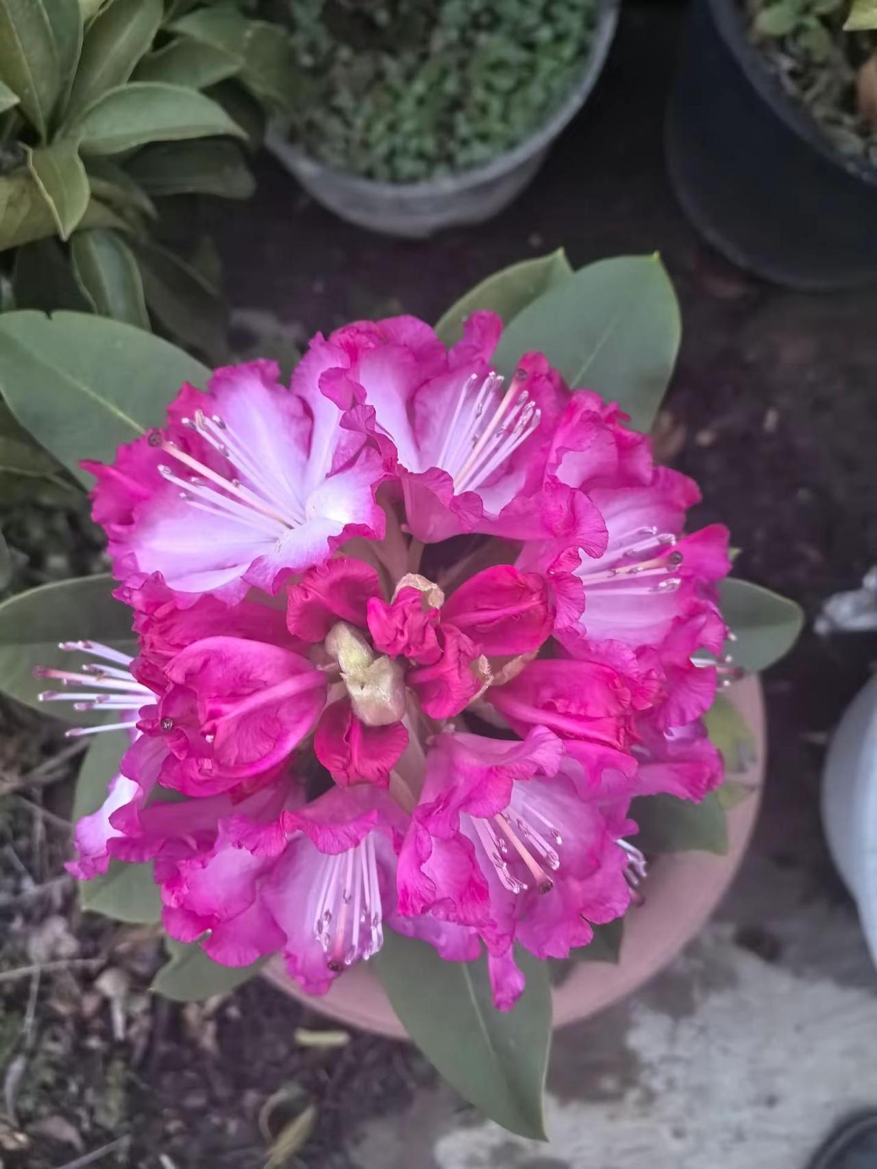 用张图证明你也是养花人