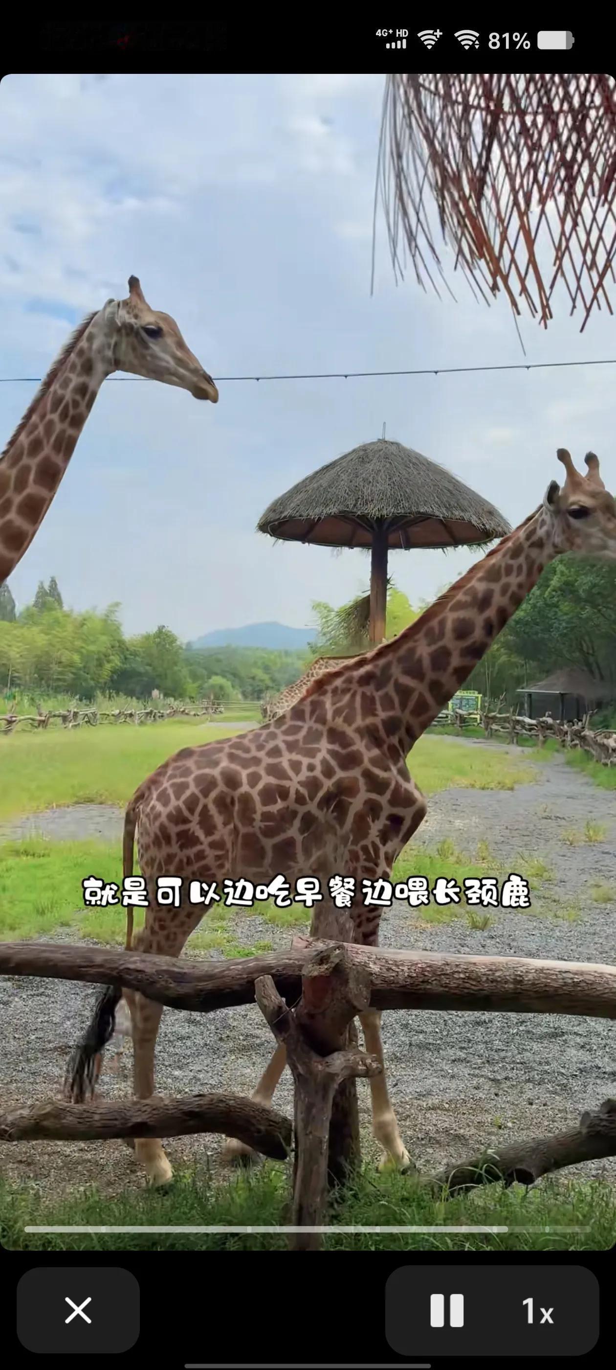 黄一鸣的女儿小闪闪去了浙江湖州的长颈鹿公园游玩，会躲猫猫，在妈妈的教导下会认识很