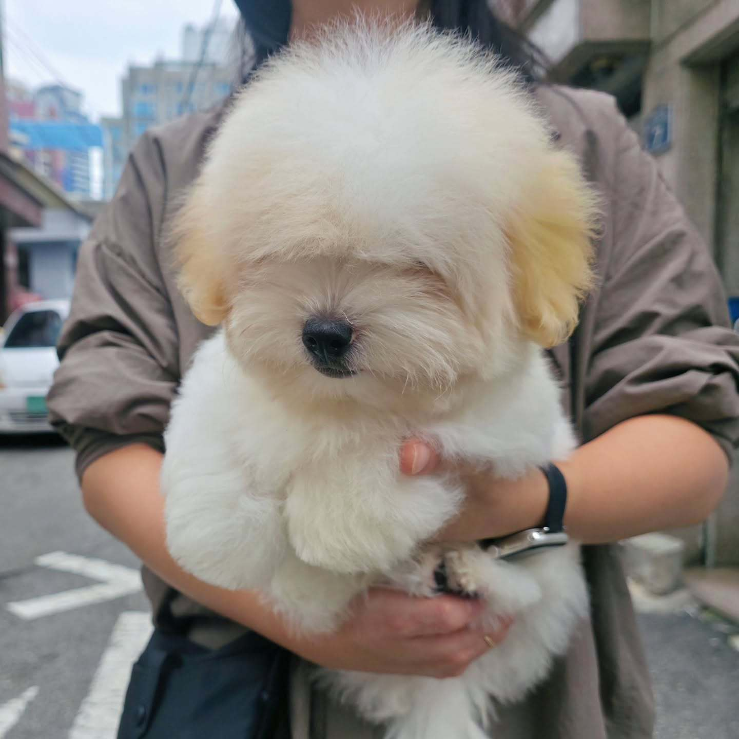 狗不能和你对视，我怕你瞬间爱上狗 