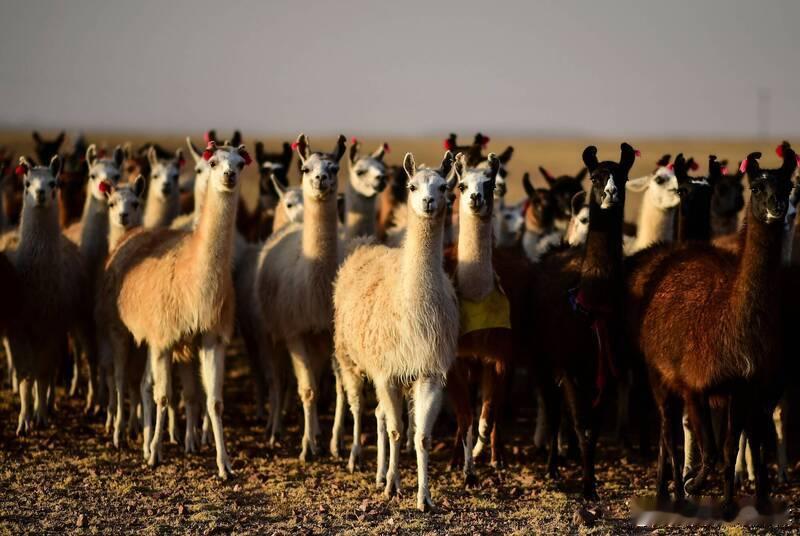 小偷翻墙躲警反被羊驼“包围” 牧场主惊讶：居然没吐口水ai热点共创计划海外新鲜事