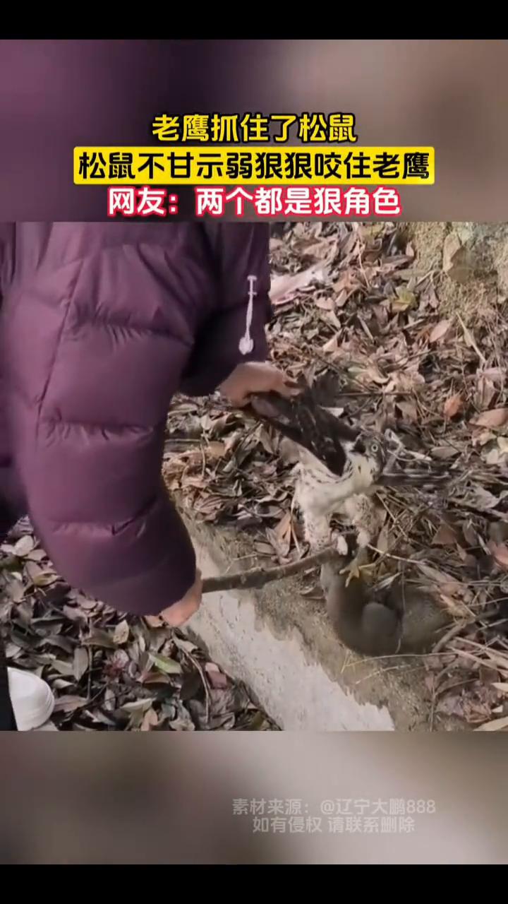老鹰抓住了松鼠，松鼠不甘示弱狠狠咬住老鹰。网友：两个都是狠角色。
素材来源：辽宁