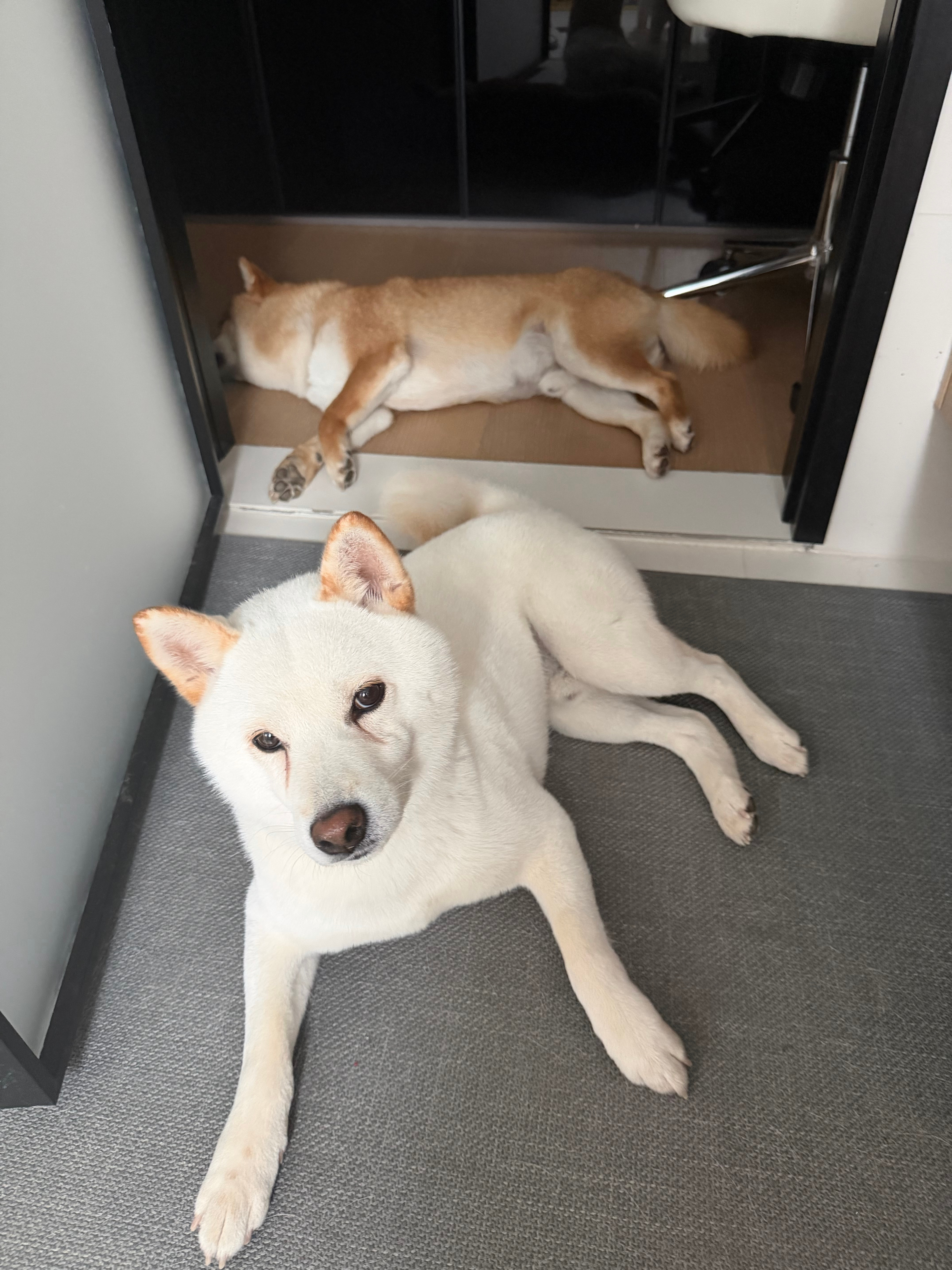 我是这个点肚子疼醒了刚刚起来拉肚子拉了两次 