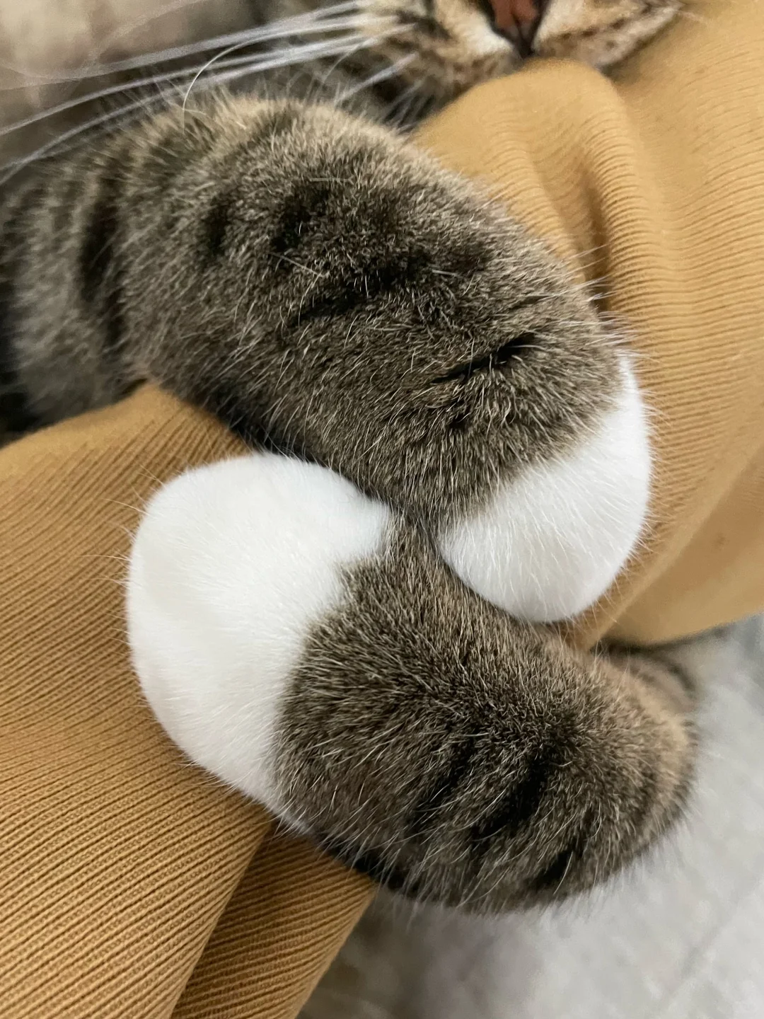 这种猫猫手环戴上了取不下来怎么办！