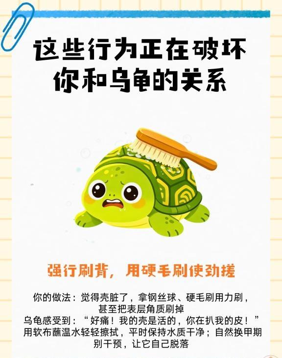 这些行为正在破坏你和乌龟的关系！
养龟的宝子有没有发现： 以前它看见你就扑水讨食