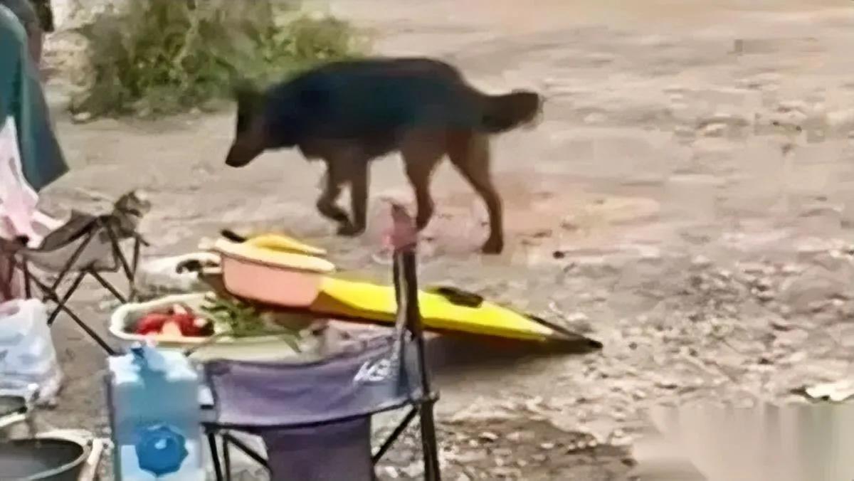 服务区停车吃饭，一只德牧凑过来

它盯着食物的眼神让我破防了

这只德牧瘦得皮包