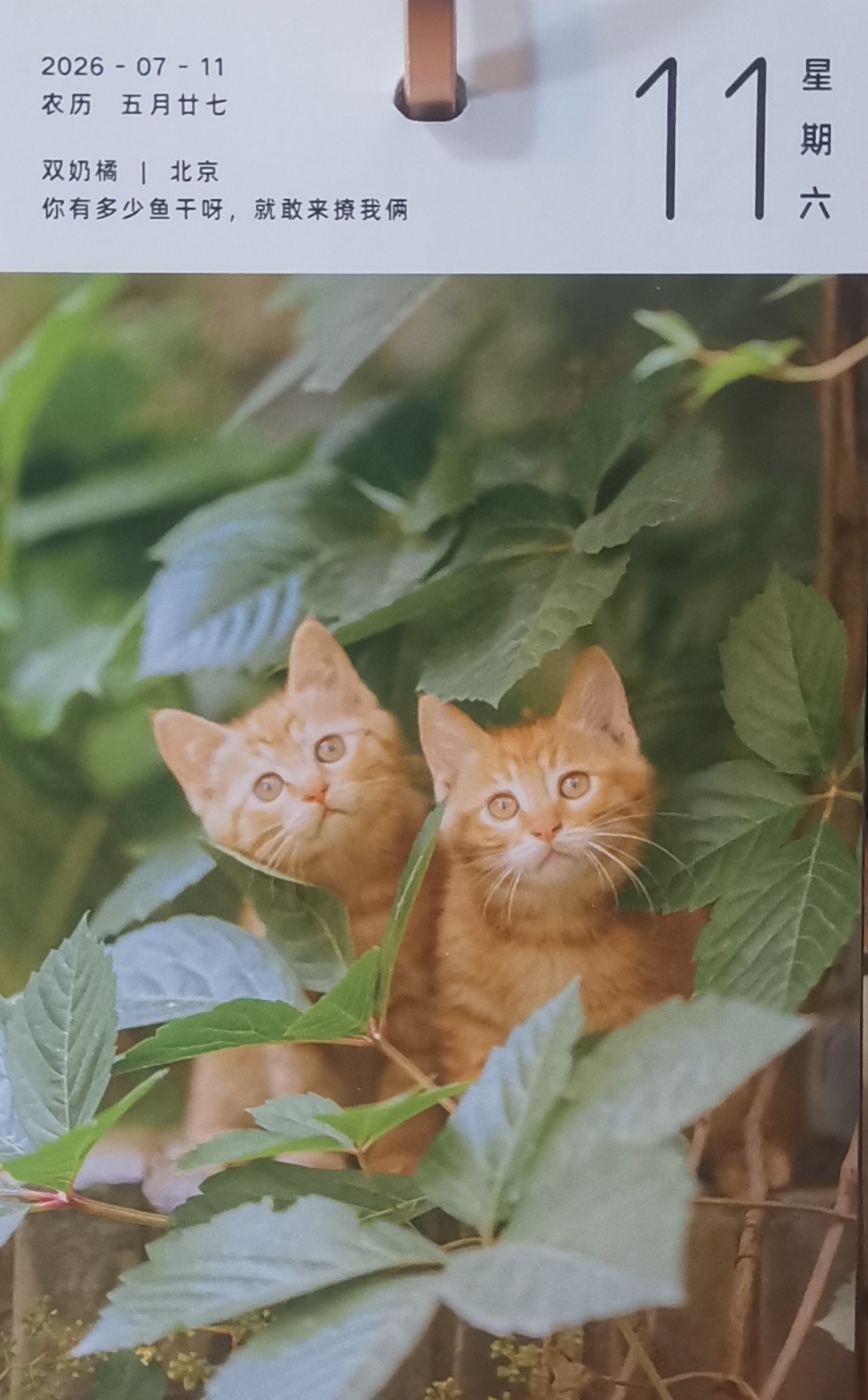 猫宁。今日多帅强弟。一日二猫，洋猫中猫，10日、11日和今天。
