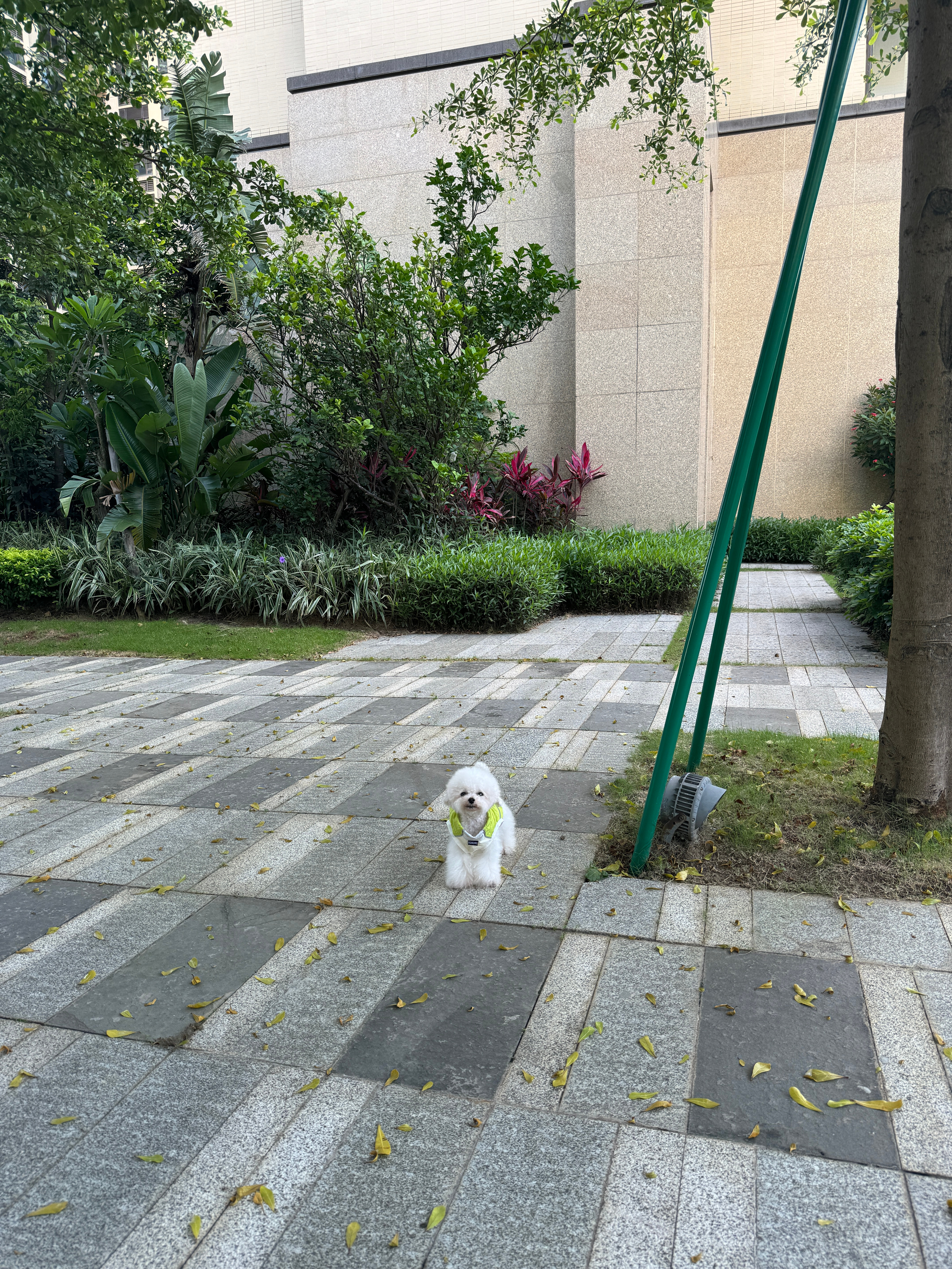 狗狗是世界上最好的礼物我也这么认为，他们是我从小养大的宝贝，是家人一样的存在，十