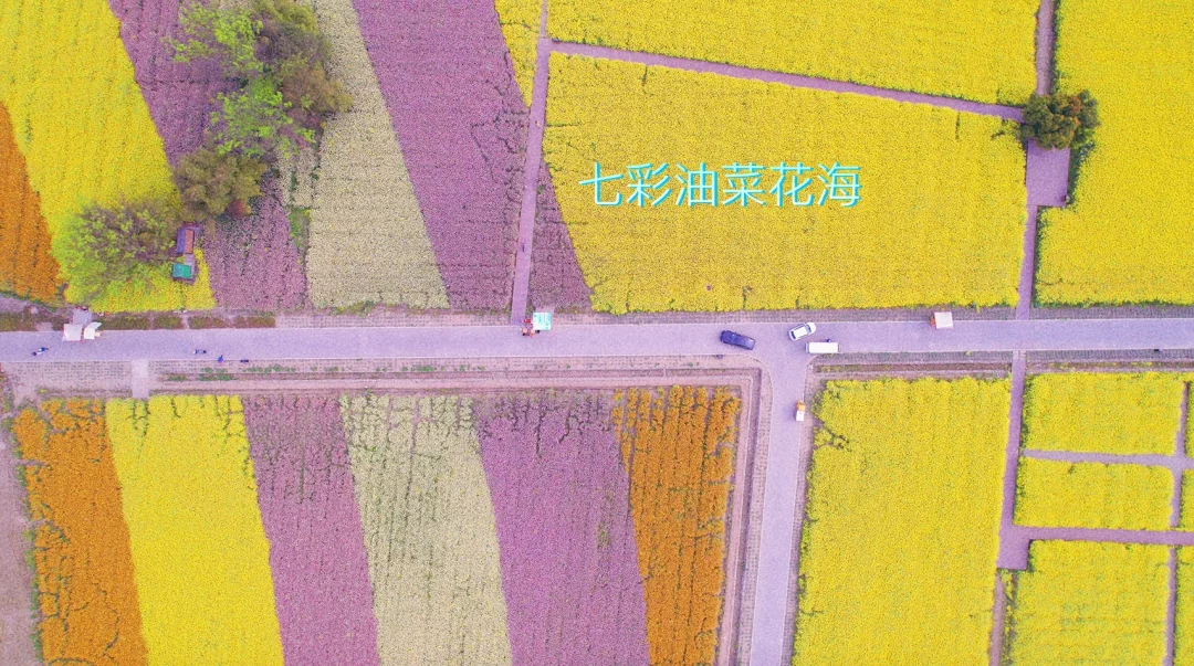 七彩油菜花海，就在成都天府农博园，景美人少