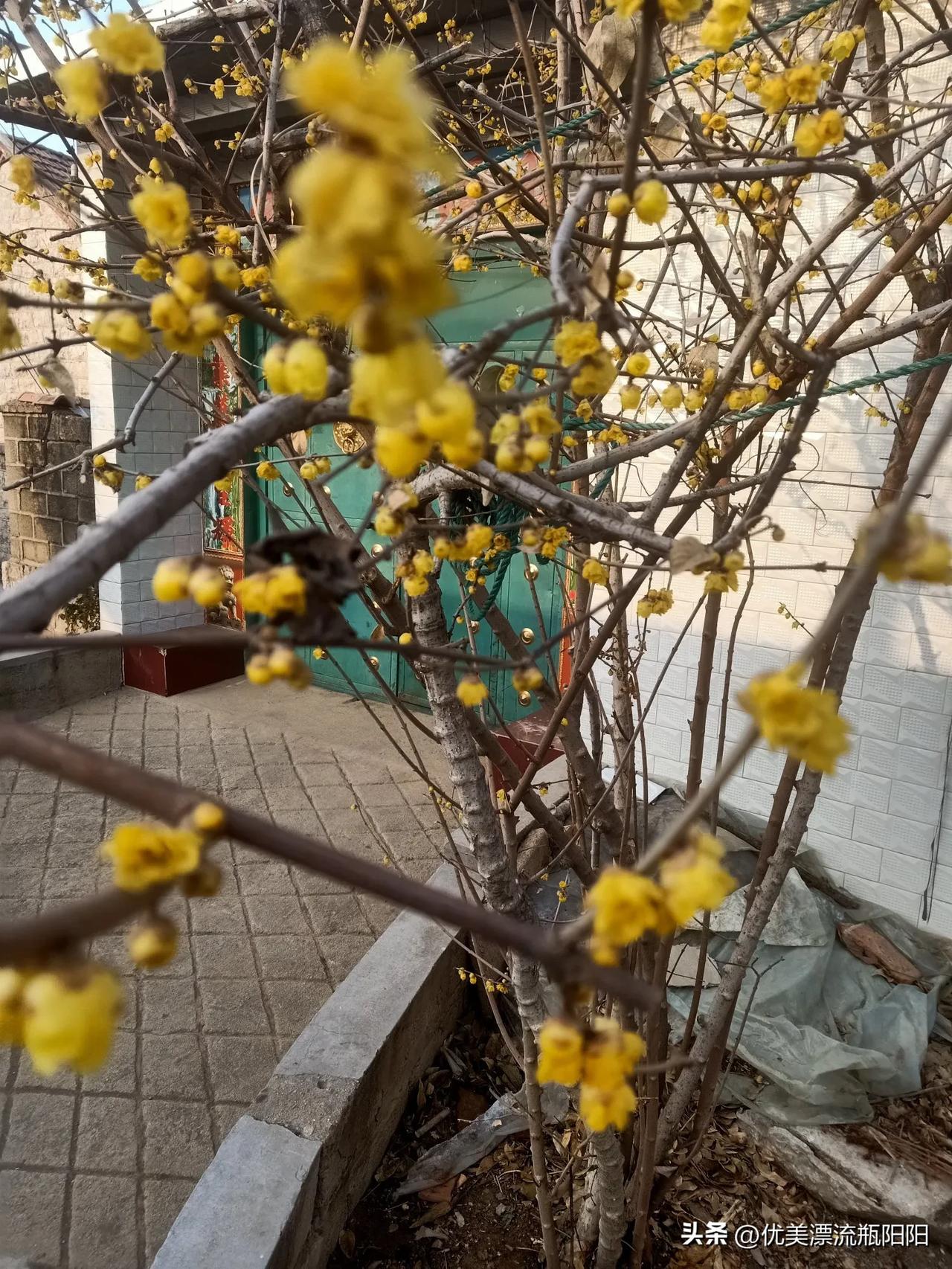 晒图笔记大赛花韵