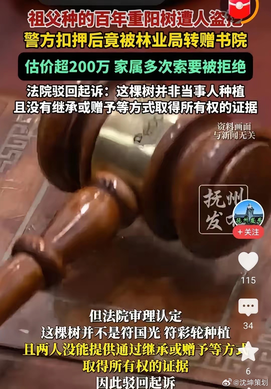 祖父种下的百年重阳树，，现在估值200多万！结果古树被盗采，警方扣押后竟然被林业