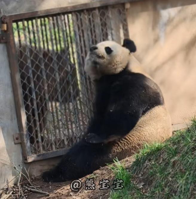 [大笑]怎么，阿宝又和女婿七仔成邻居了吗？往事不堪回首啊，阿宝坐在隔壁不停地抓耳