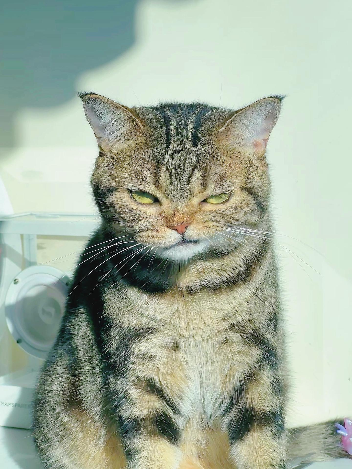 这眼神足够鯊我了！好喜欢