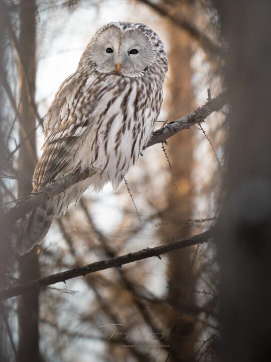 这是我最喜欢的黑色豆豆眼！