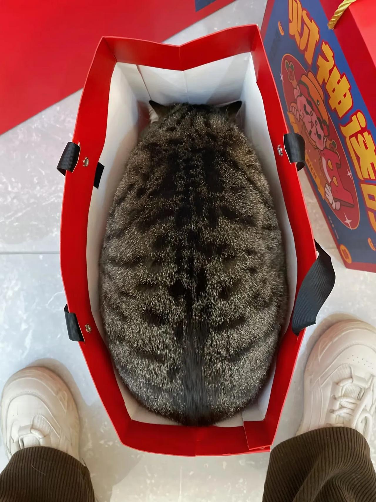 解决孤独的最好良药是什么养一只猫🐱[耶]