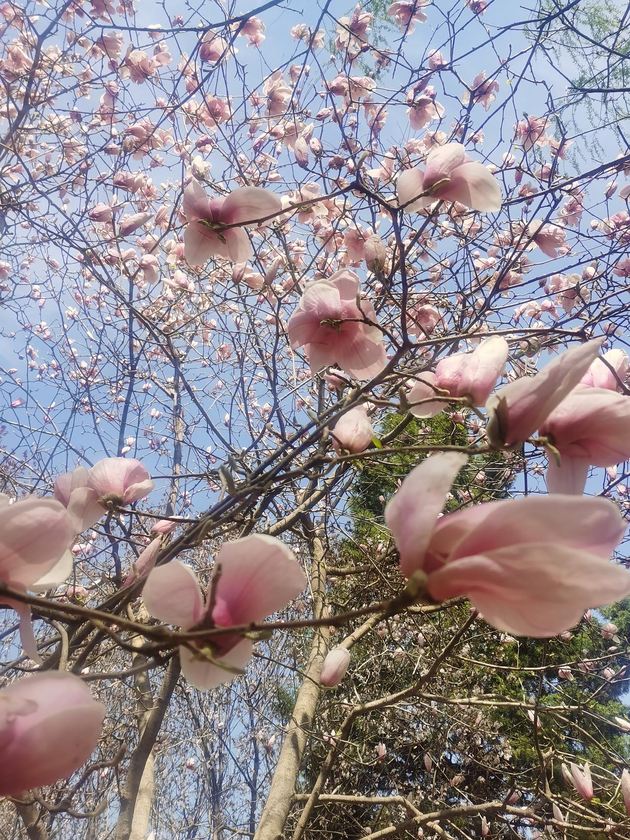 颐和园的春天，那简直是一幅绝美的画卷。走进颐和园，最先映入眼帘的是湖边垂柳依依，