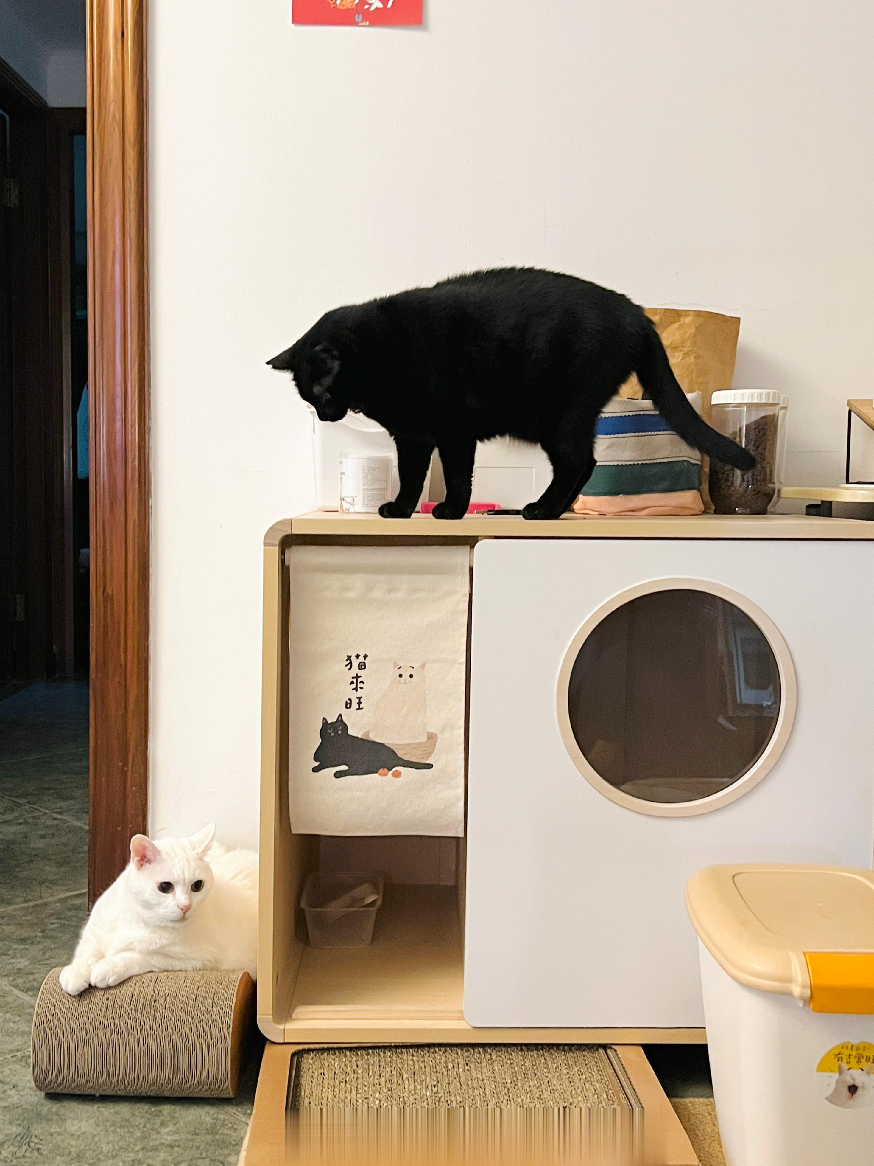 蝦：是一張白白軟軟的跳跳床嗎？ ​​​