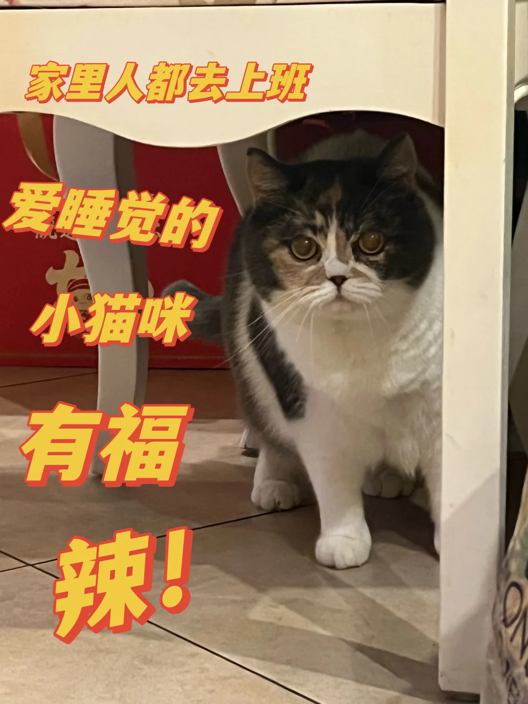 小猫咪不考虑打份工？