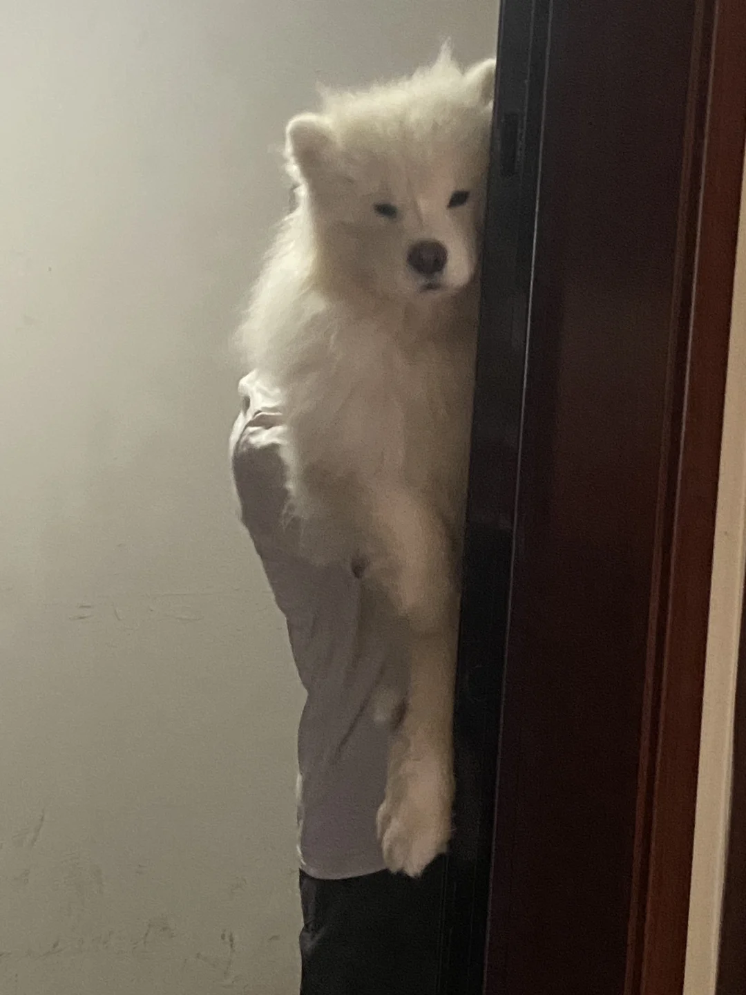 真的累了 我们中大型犬是配不上漂亮狗窝吗