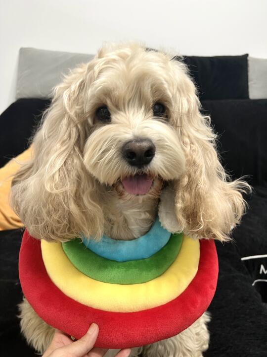 今晚的梦里会出现彩虹吧🐾
