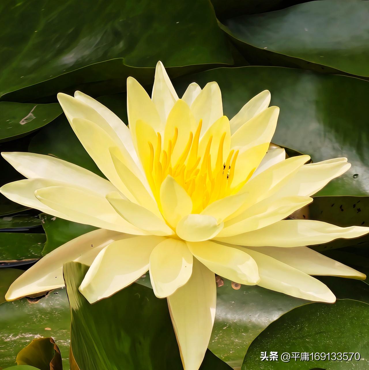 夏日的荷塘，宛如一幅绝美的画卷，而那朵绽放的白色睡莲，就是画卷中最灵动的一笔。