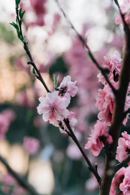 上联：枝枝桃花笑春风；念姐邀对朵朵葵花向太阳