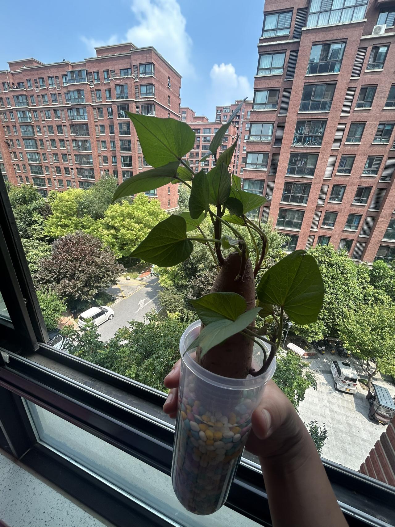 随手泡了个红薯，意外收获一窗夏日生机。
生活不必刻意奔赴浪漫，治愈系小美好 一颗