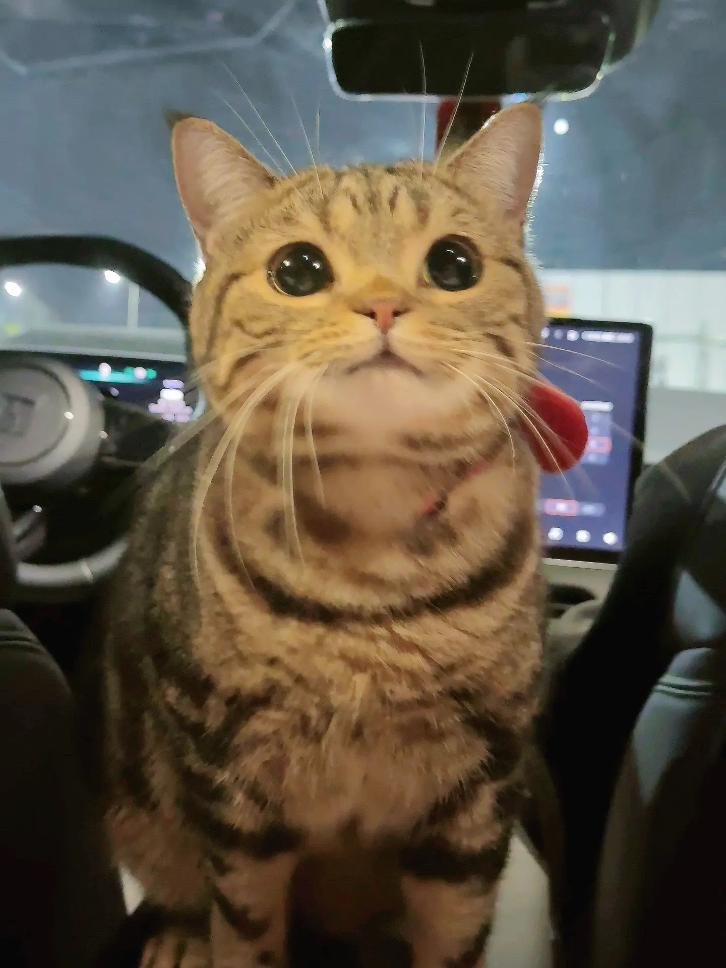 拼车遇到一只可爱的小猫咪！带回家