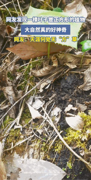 “长亭外，古道边，方草碧连天。”
“天涯何处无方草。”古人诚不欺我！
植物圆型的