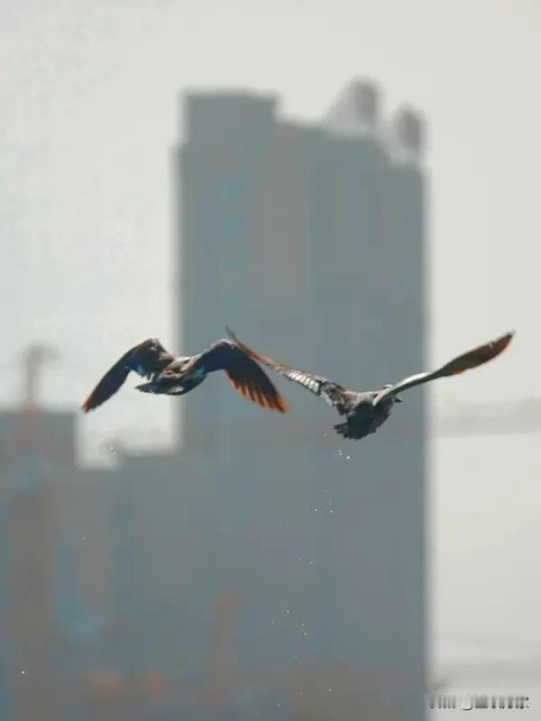 “夫妻本是同林鸟”这个上联火啦，有6亿阅读量呢！这上联一出来，就像抛出一个悬念，