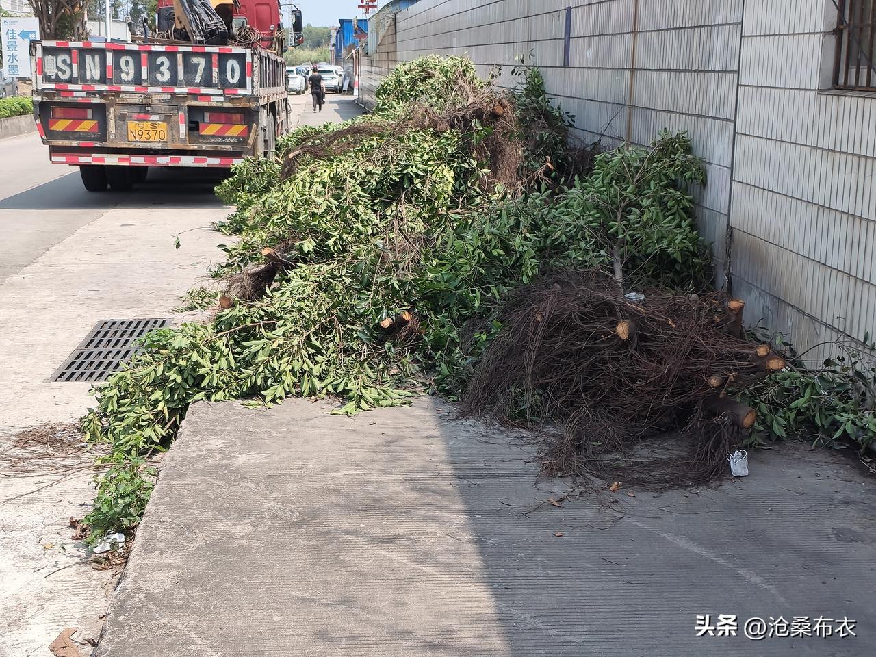 这谁砍的树？挡住人行道行人怎么过？