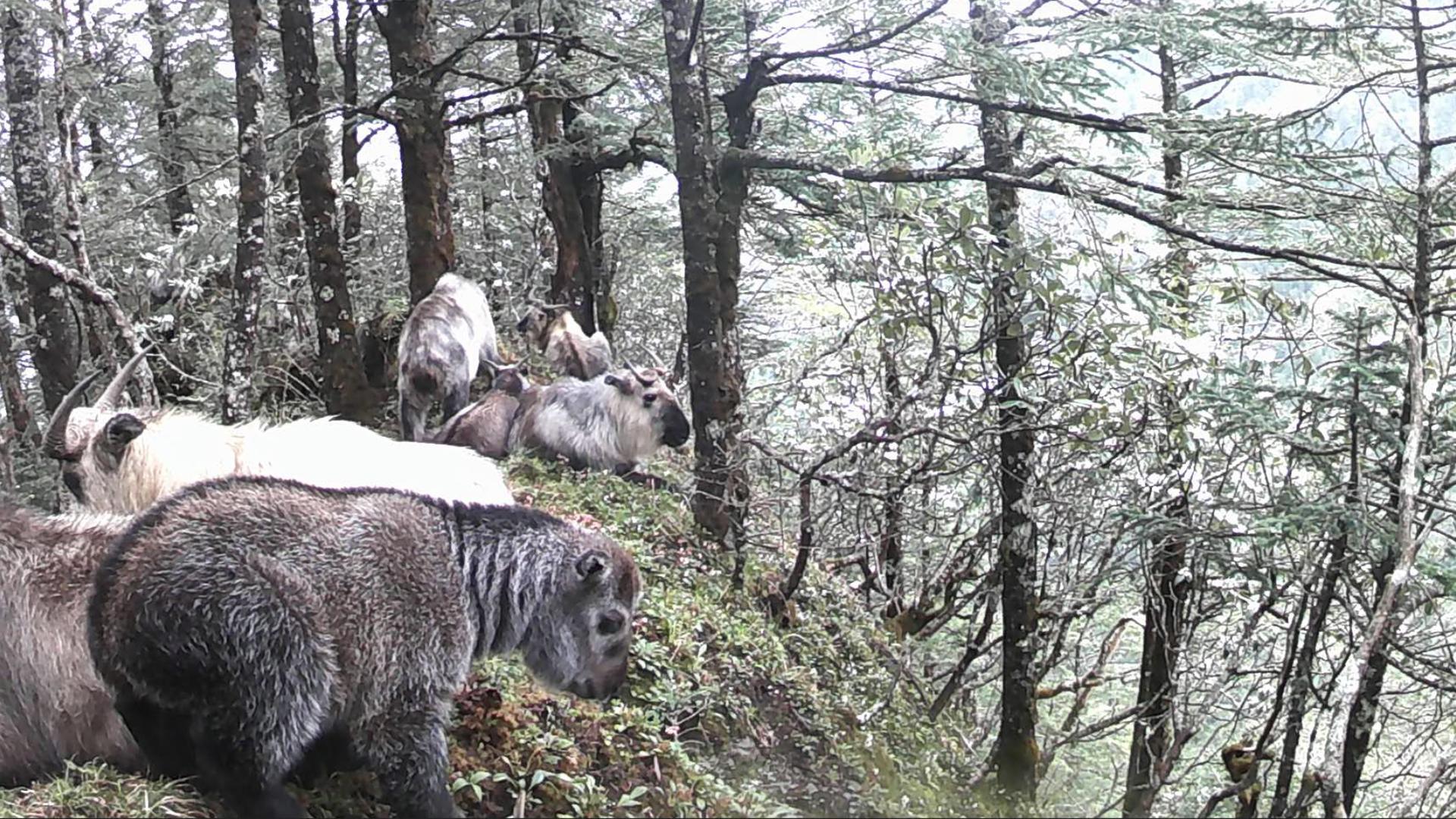 四川松潘10余头羚牛罕见同框，“有爸有妈有娃”，系国家一级保护动物