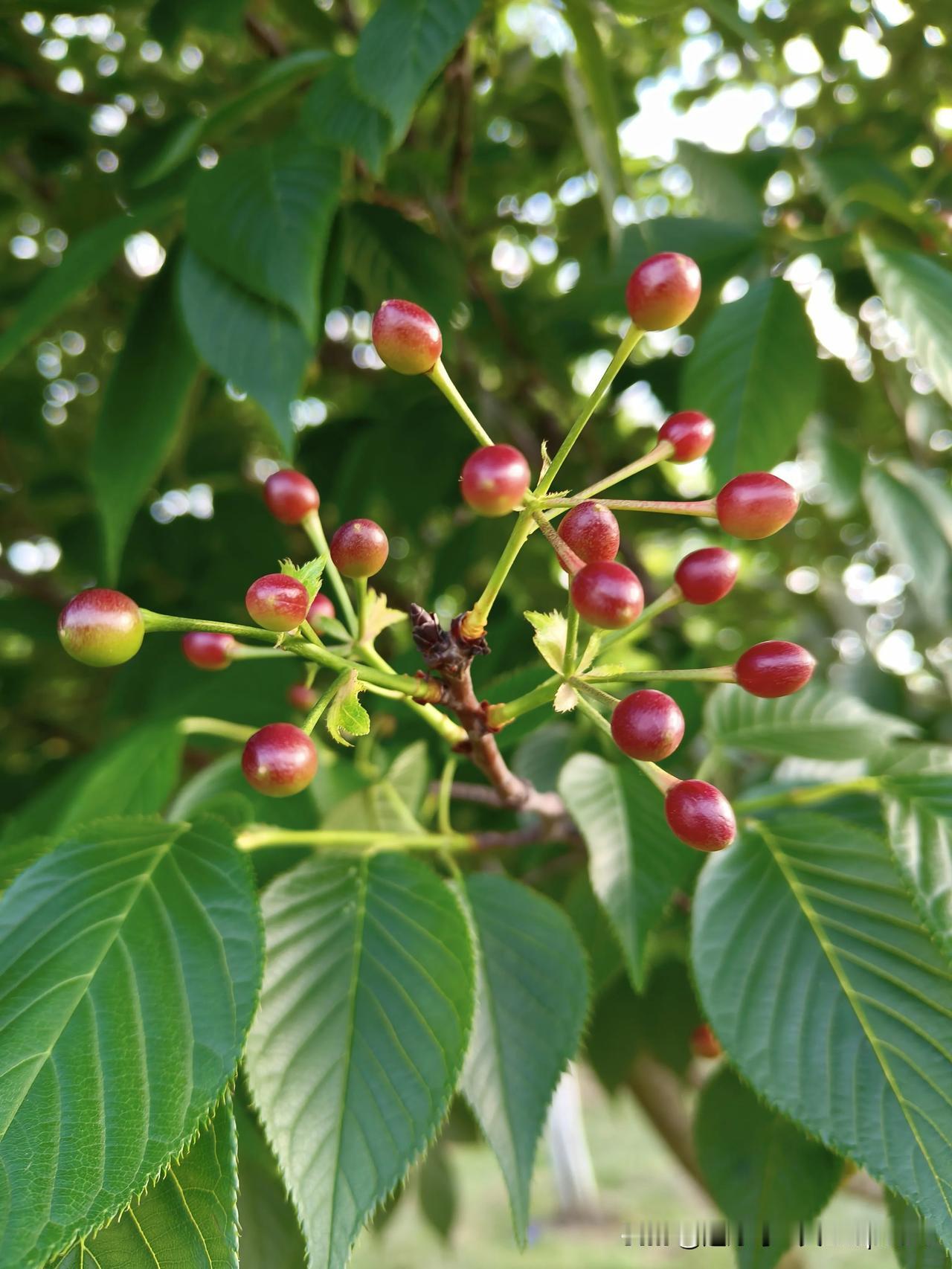 《樱桃初红》
残花新凋露未干，
不觉丹珠缀枝端。
春风浅染胭脂色，
半带娇羞半带