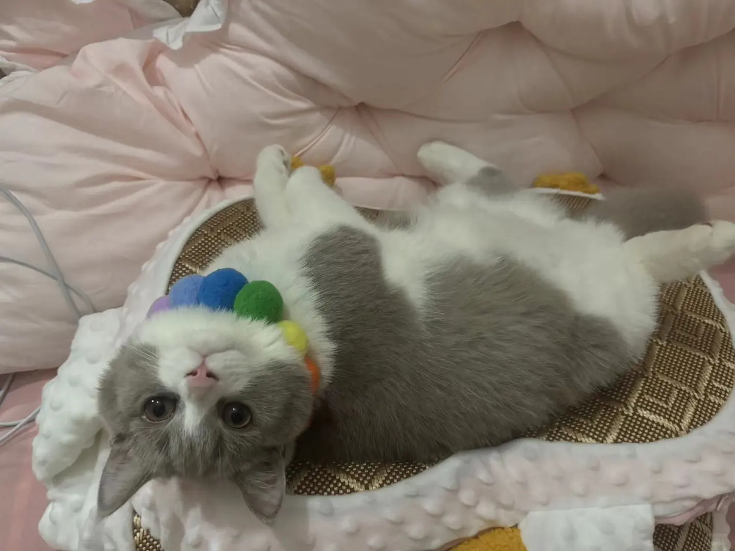 猫咪幽门杆菌! 别以为是肠胃炎!