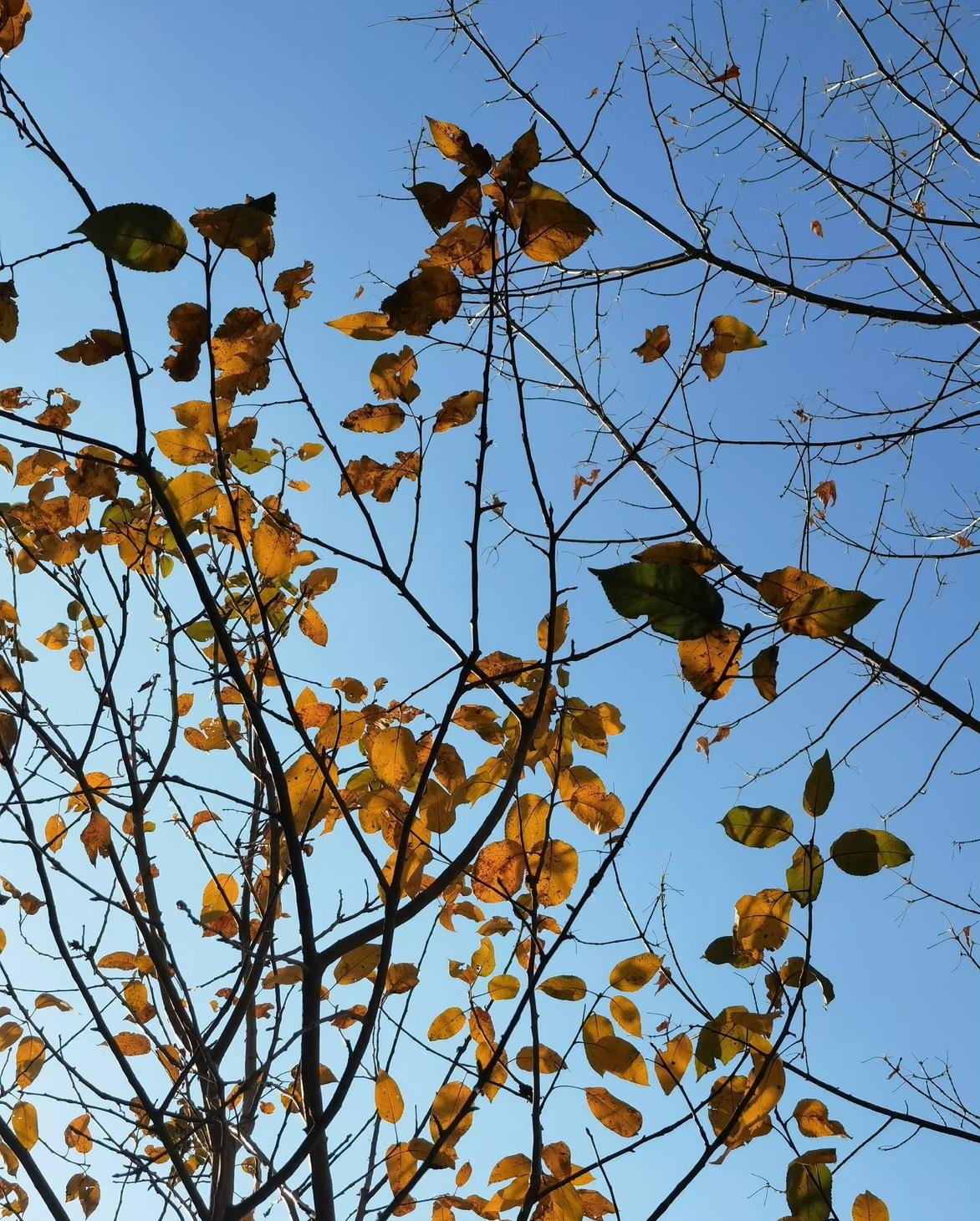 冬日的第一个响指

昨夜风婆婆打了个喷嚏，今早小城就冻得一哆嗦。

梧桐叶再撑不
