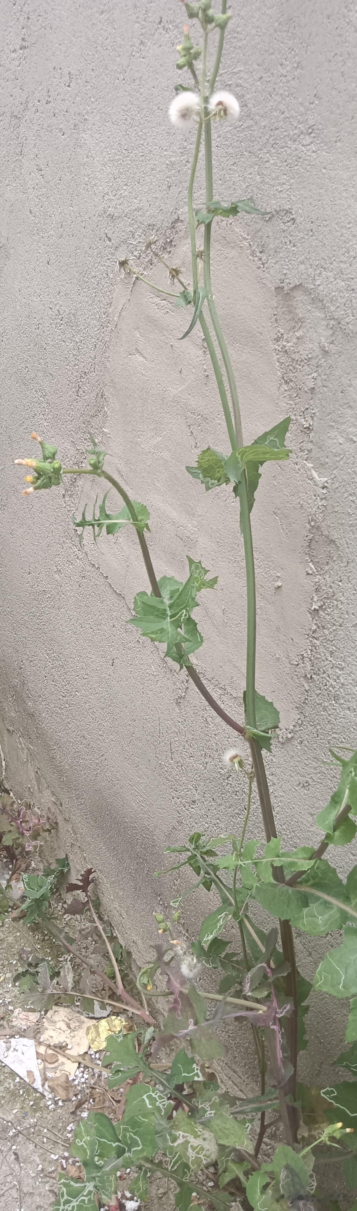 咏墙脚滇苦菜
 
水泥为壤壁为邻，
瘦干偏生万缕春。
裂石穿缝寻日光，
擎枝展叶