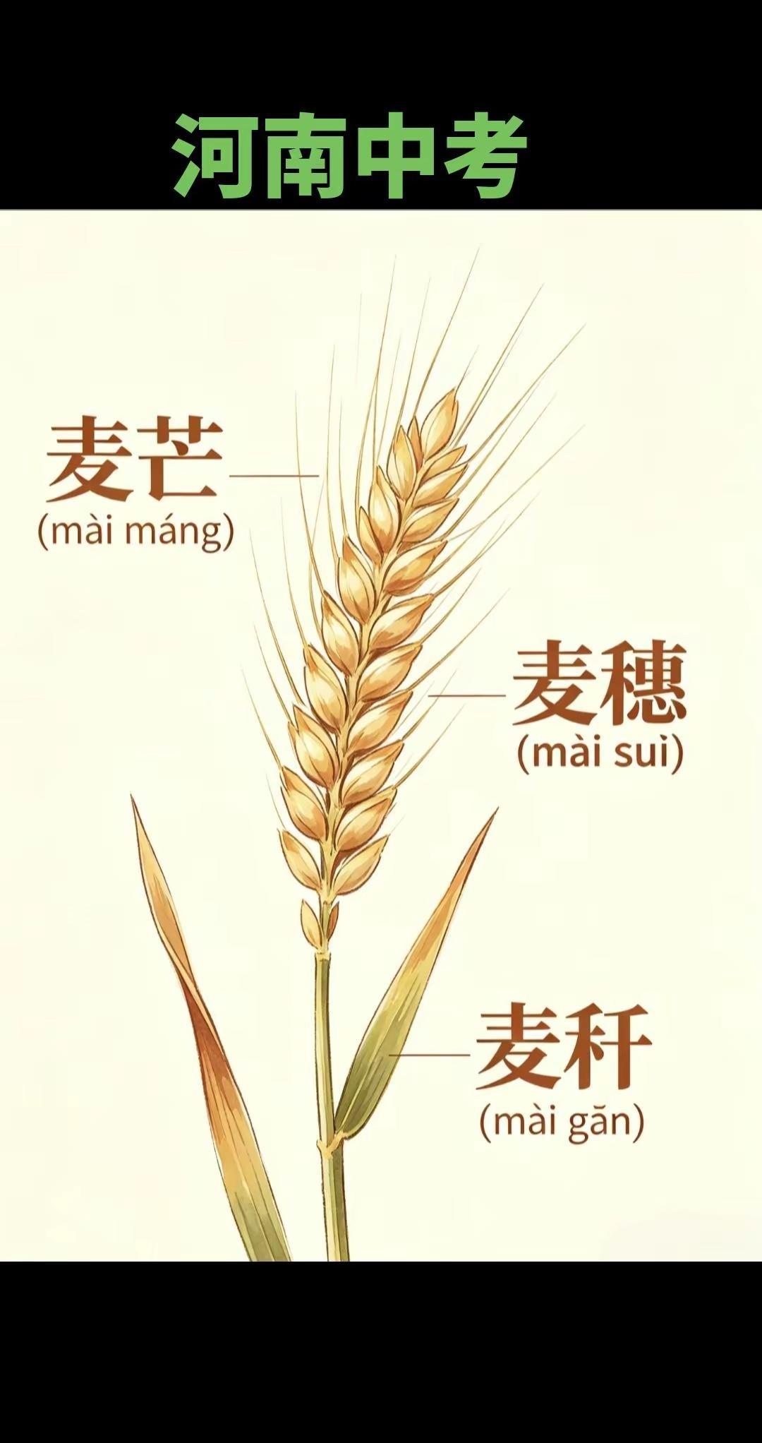 今年河南的中考题，小麦入了卷。