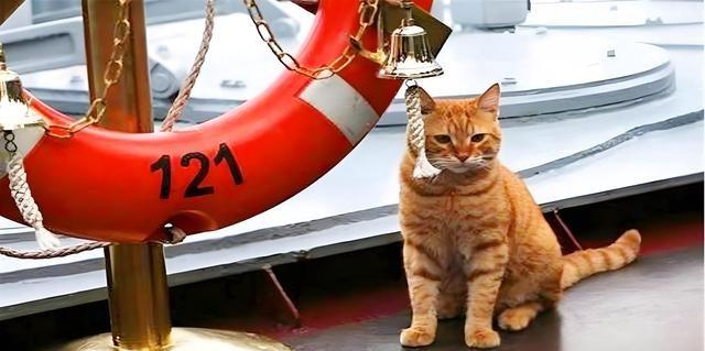 航母上为什么要养猫？难道是为了抓老鼠？那你就错了，现在航母上的猫可不是为了抓老鼠
