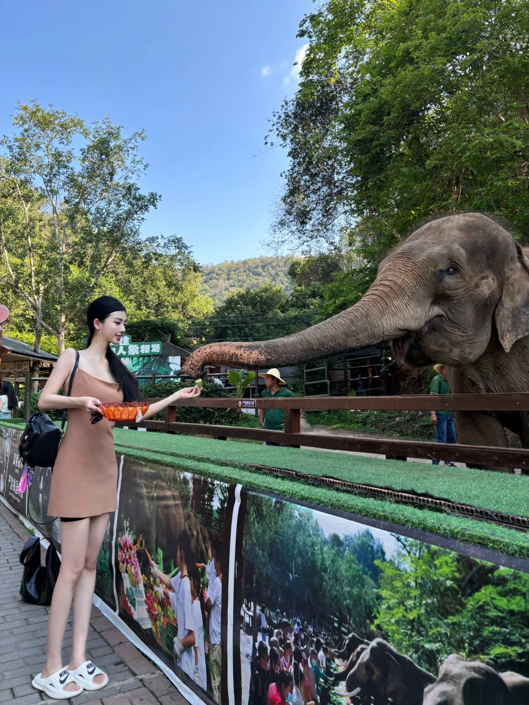 永不落幕的夏天☀️🌴🐘