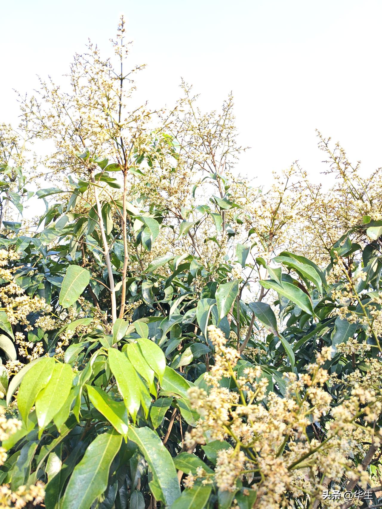 荔枝幼果脱落快速排查:
 
一、看时间 → 判断是哪类落果
 
1. 谢花7–1