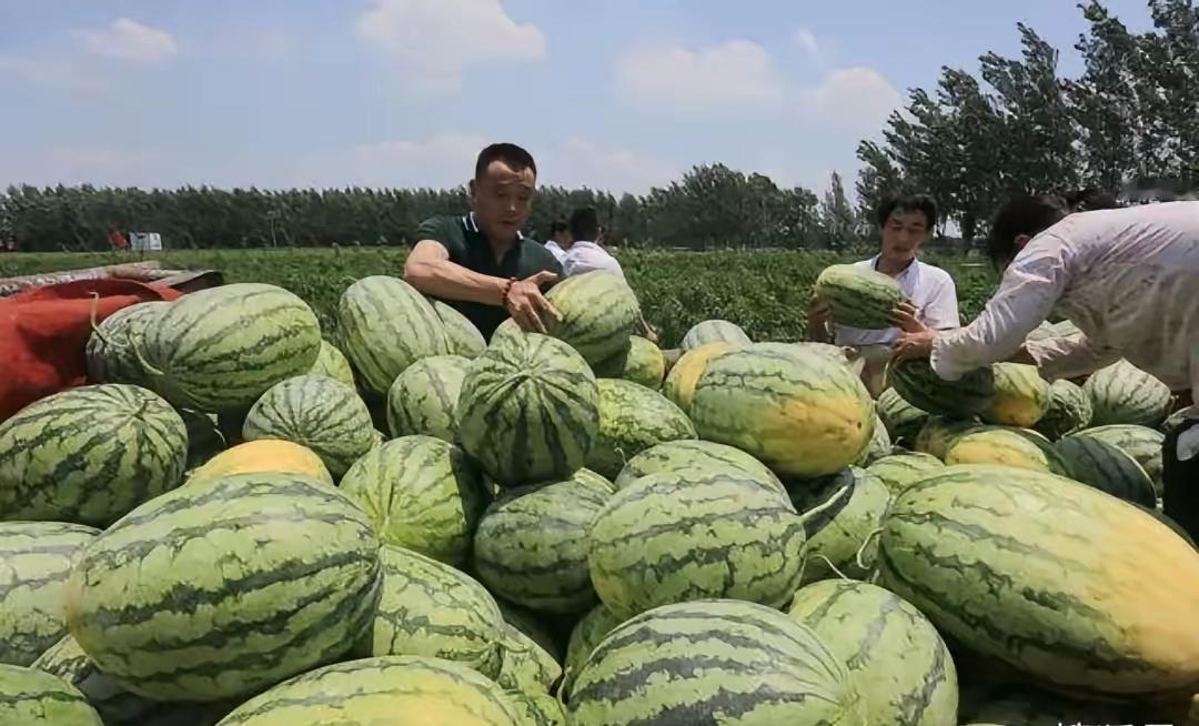 他花光积蓄收10万斤西瓜，转头白送！背后原因让所有人沉默！

“这瓜，我不卖！”