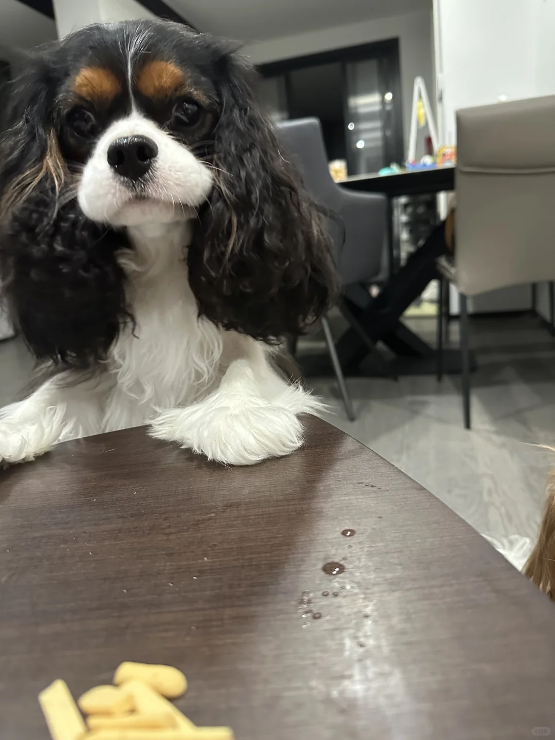 美伢想吃饼干，口水都滴在茶几上了