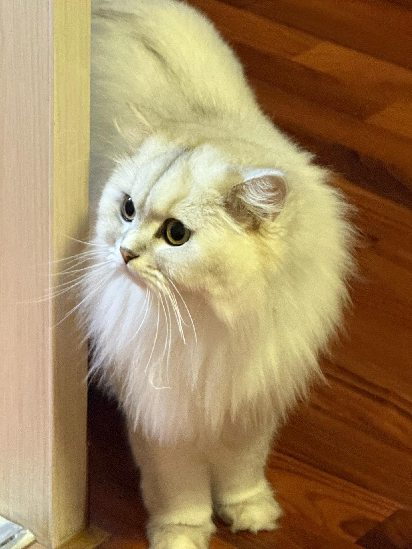 小猫这个可爱☺️