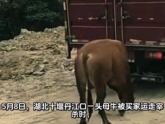 公牛追车两里路早就听说万物都有灵性一说，也听人讲过关于狗、牛、马等动物被杀时流泪