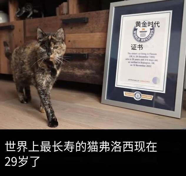 老宝宝 ​​​