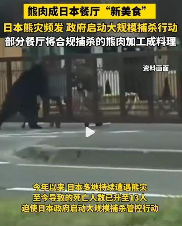 日本遭遇前所未有的熊尸危机，处理难题迫在眉睫
 
2025年日本“熊害”肆虐，创