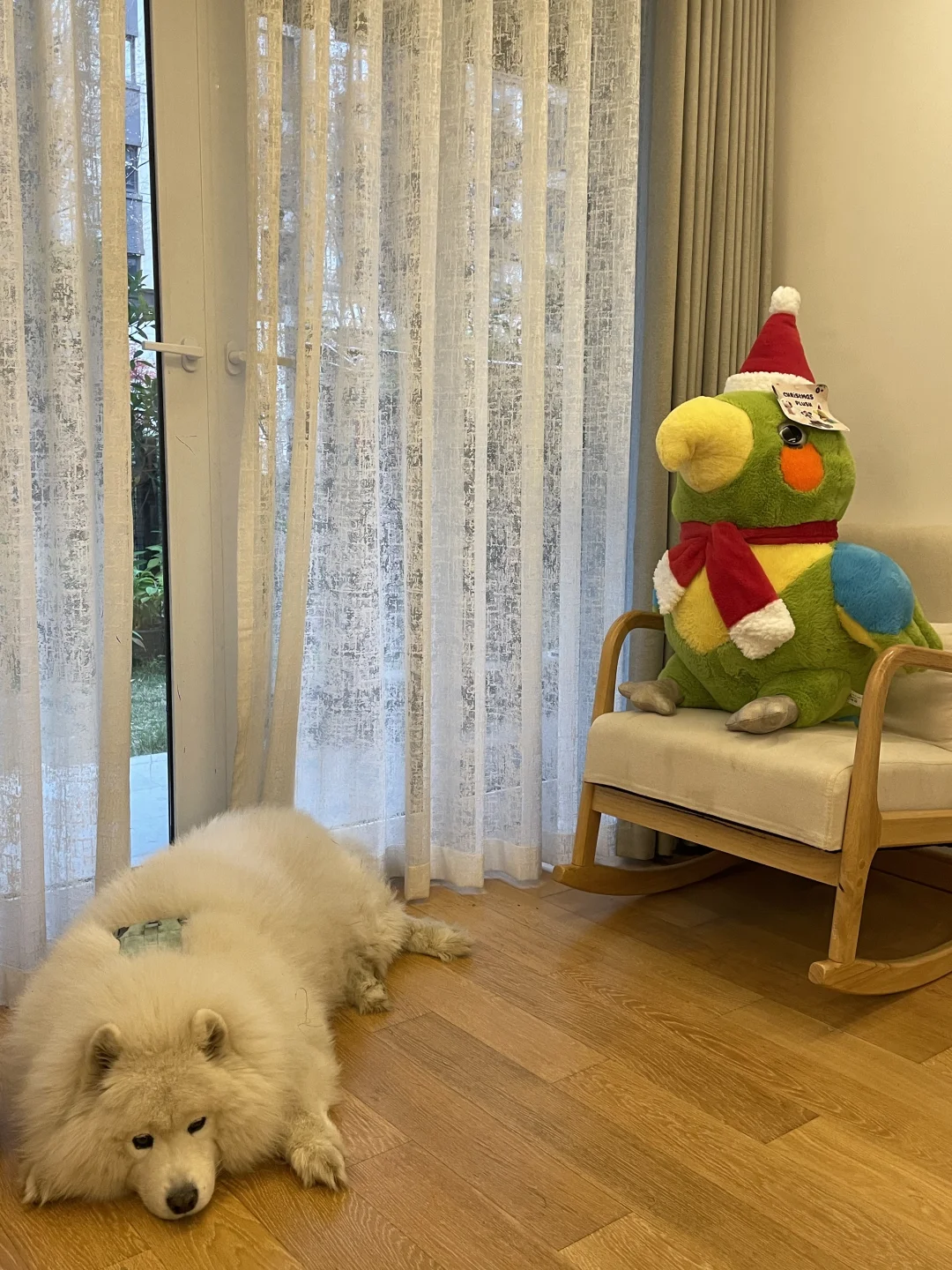 来陪我们过圣诞节的彩色小鸡