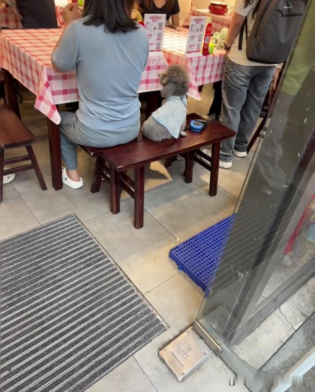 重庆大部分饭店是允许狗进店的，店主怎么也不会想到，养宠人会把自家的毛孩子像人一样