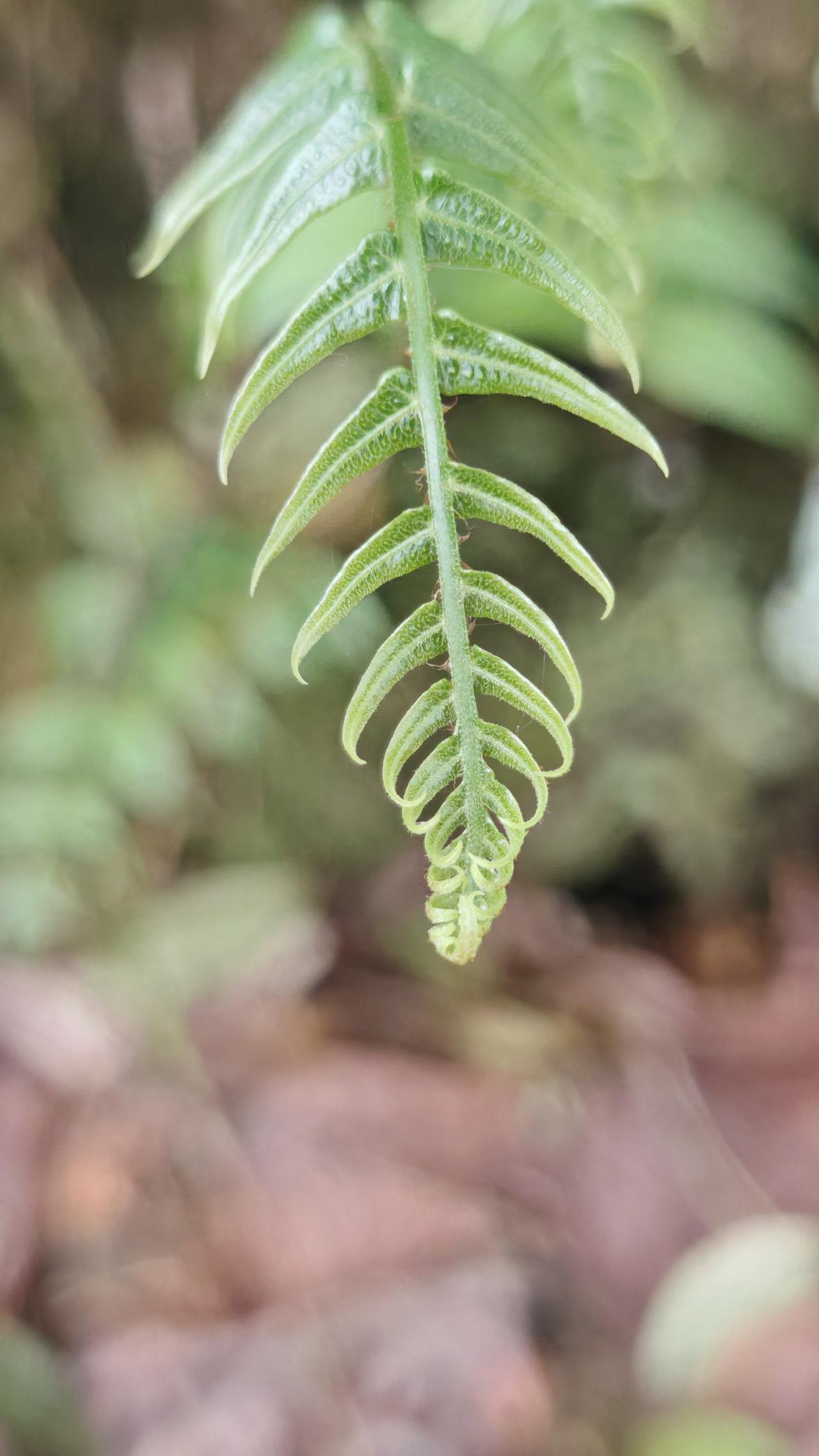 分享你手机中的花花草草春天的瘚