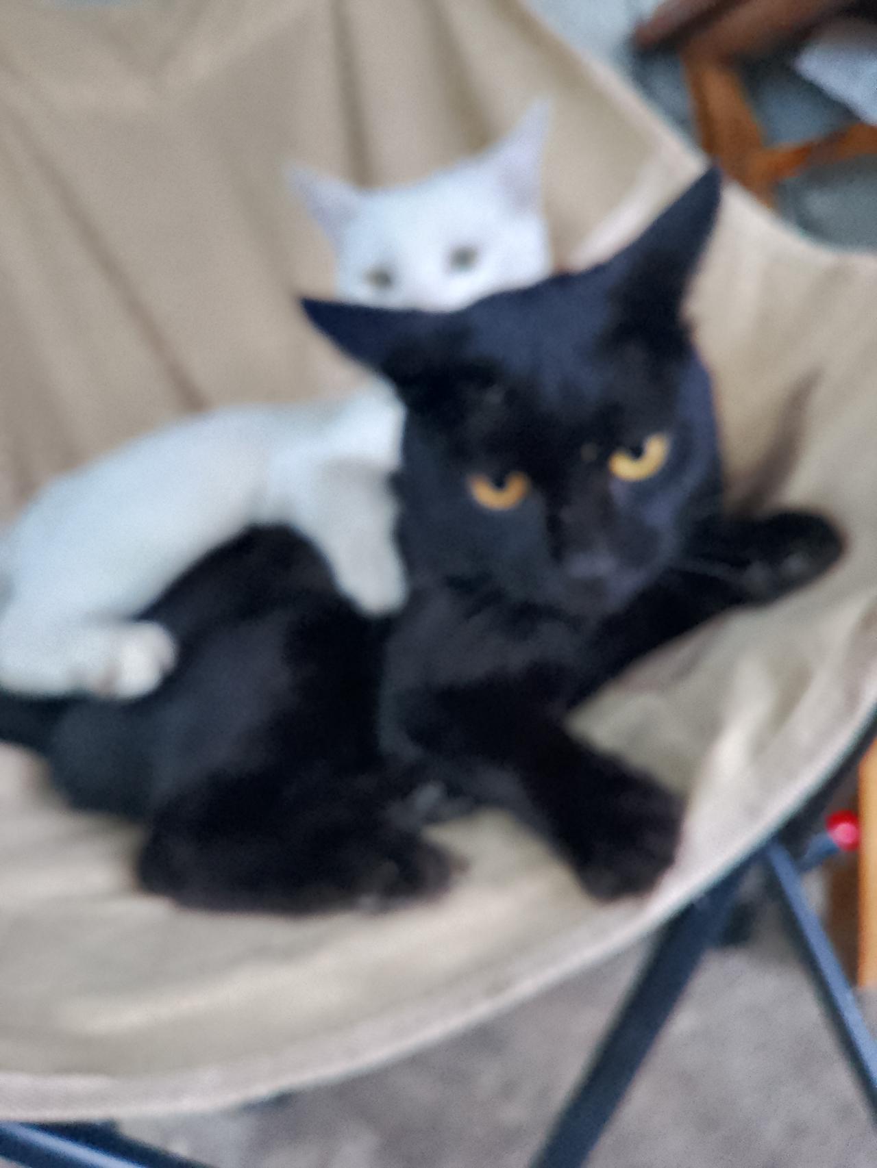 家人们谁懂啊，我家那猫简直就是专业扫桌子选手！就我那当梳妆台用的桌子，上面摆满了