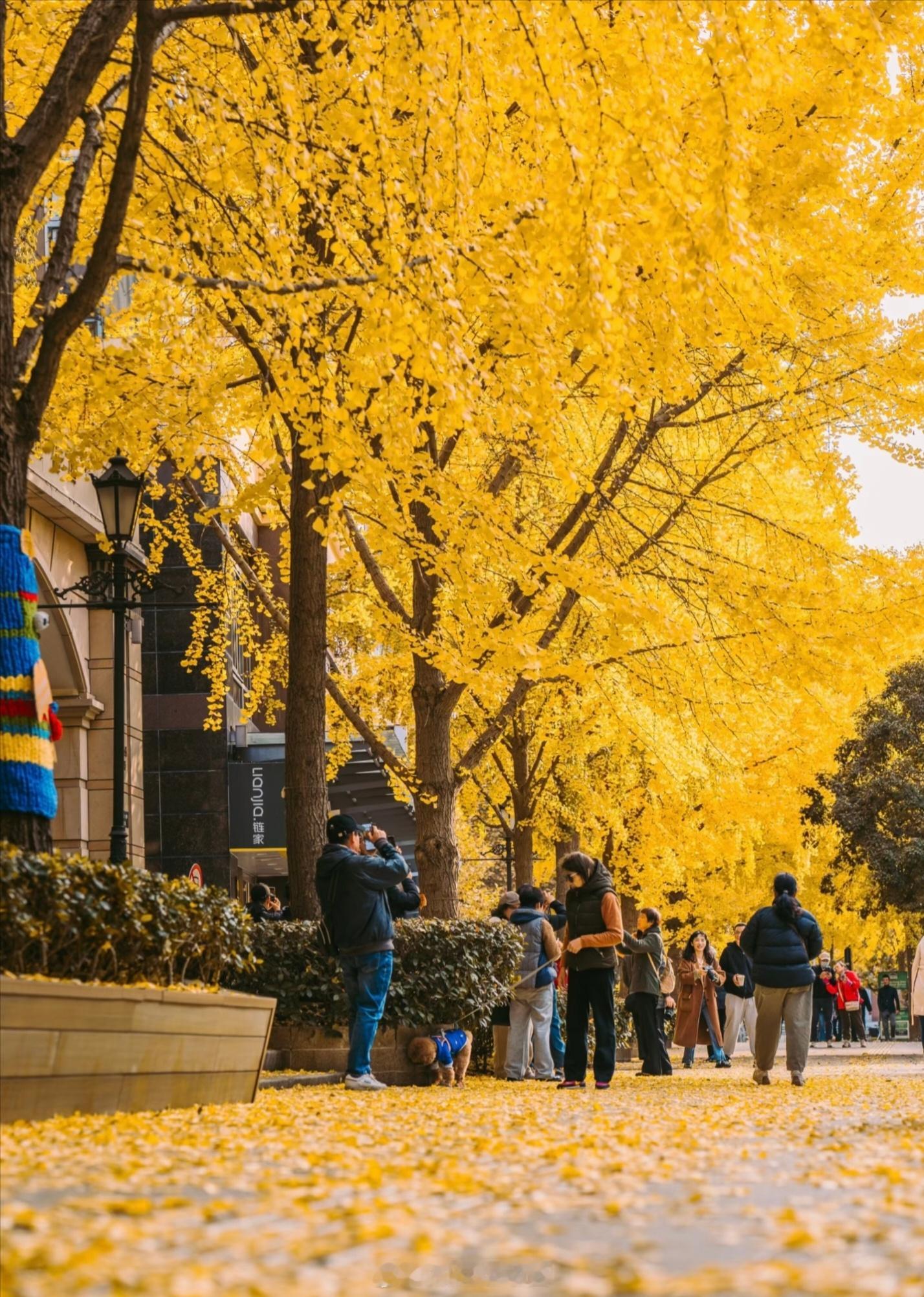 又是一年银杏季！上海必打卡的黄金城道，迎来它最耀眼的时刻！📍地点：长宁区黄金城